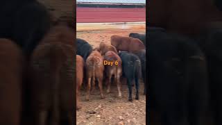 Feeding weaned calves day 6 [upl. by Elayne879]