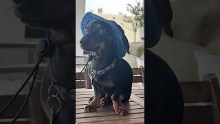 puppy with a beach hat cuteanimal puppy cutepet weinerdog sausagedog dachshund [upl. by Jdavie]