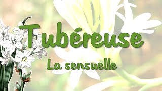 Tubéreuse  la sensuelle [upl. by Nerw]