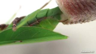 Oxyopsis gracilis lays an ootheca [upl. by Adao]