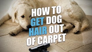 How to Get Dog Hair Out Of Carpet A Full Guide [upl. by Rosetta785]