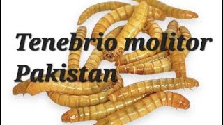 Pure Tenebrio Molitor Farming in Pakistan [upl. by Veronike792]