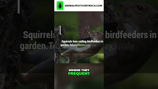 How to Keep Squirrels Away from Bird Feeders Vicks Method pestcontrol [upl. by Elockin255]