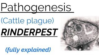 Pathogenesis  RINDER PEST  CATTLE PLAGUE  fully explained [upl. by Anwahsed]