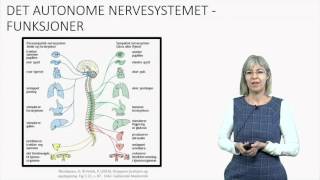 Det autonome nervesystemet Fysiologi [upl. by Eiznik]