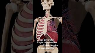 Anatomy of heart  3D heart Medical knowledge meded shorts [upl. by Monica]