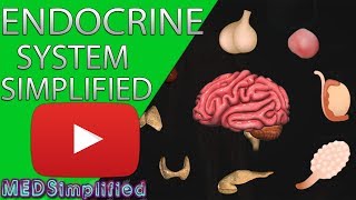 Human Endocrine System Made simple Endocrinology Overview [upl. by Atinaw]