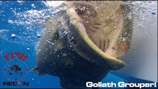 Giant Goliath Grouper  EPIC DAY Bucket List ALERT [upl. by Lenssen]