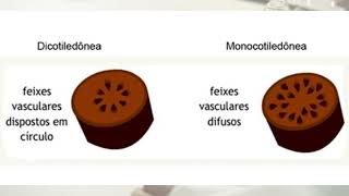 Webaula 2 Taxonomia nomenclatura e farmacopeia [upl. by Parrie]