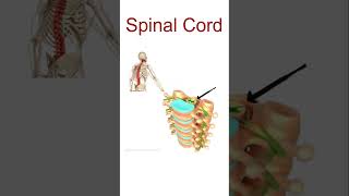 Human Spinal Cord Structure and function Spinal cord anatomy shorts SpinalCord shorts YtShorts [upl. by Reidar]