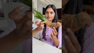 Let’s make Parrot for festival decor DIY festivaldecor toranam parrotvideo diwalidecor shorts [upl. by Giff]