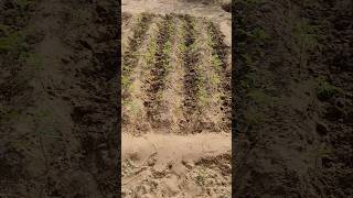 FOUR ROWS OF TOMATOES youtubeshorts viral organicgarden [upl. by Ready]