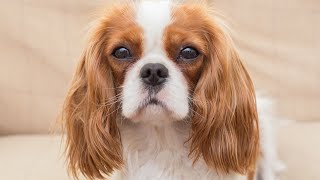 Managing Barking Behavior in Cocker Spaniels [upl. by Ecydnac]