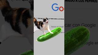 Gatos Y Pepinos😼😼🥒🥒 curiosidades curiosidadesanimales shortsfeed sabias shorts [upl. by Oiredised]