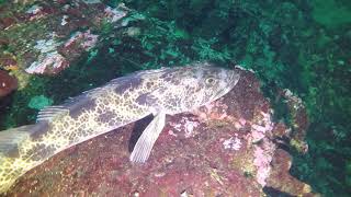 Diving the Salish Sea  Oak Leaf Park  October 27 2024 [upl. by Ahsahtan]