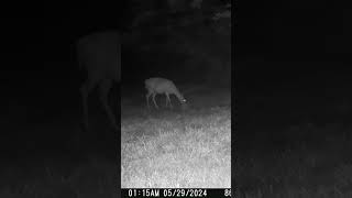 05 29 24 114 02am A deer eating in the back field deer wildlife whitetaildeer [upl. by Clarhe]