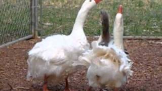 2 Geese Breeding at Saynora Farms [upl. by Gildas]