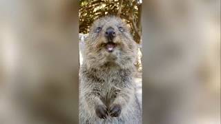 Quokkas doing what they do best SOUND ON [upl. by Yeta]