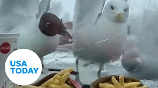 Tenacious seagulls try to reach McDonald’s french fries  USA TODAY [upl. by Sremlahc]