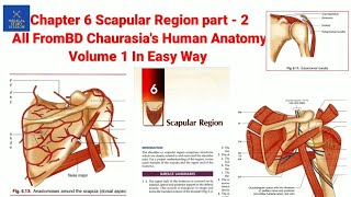 Chapter 6 Scapular Region part2 By BD Chaurasias Human Anatomy volume 1 [upl. by Ricardama]