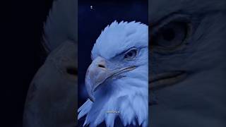 Eagles Hood shorts viralvideo trending [upl. by Nagey404]