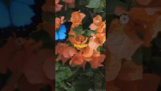 रोचकfacts amazingfacts in🎉👌🕊️ butterfly 🦋shortvideo Srif ap ke liye yeh butterfly ka facts [upl. by Strohbehn231]