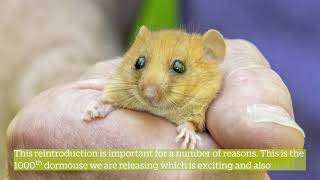 What Is A Dormouse Reintroduction [upl. by Ahsenor]