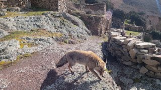 ENCUENTRO un VECINO muy ESPECIAL en este PUEBLO ABANDONADO La Rioja [upl. by Chansoo949]