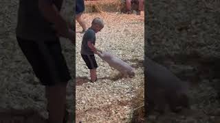 Dangerous Event Terrorizes Piglets at Virginia County Fair—Help End It [upl. by Stahl160]