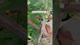 Harsingar in November 😍🌿🌿harsingar parijat gardening plants [upl. by Dode]