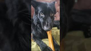 Haddi Mera buddy doglover germanshepperd viralvideo huddybuddyshow [upl. by Eissehc999]