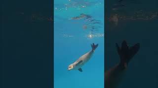 Best Monk Seal Encounter EVER shorts [upl. by Eiblehs972]