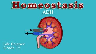 Endocrine System and Homeostasis  Osmoregulations  ADH  Life science grade 12 [upl. by Dobb]