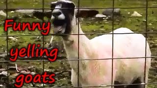 Funny yelling goats  Lustige schreiende Ziegen  Compilation by NosWiz [upl. by Ahsienyt]