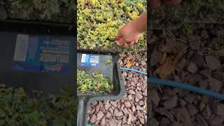 How to prune junipers straight and with no mess along brick edges junipertree howto diy lawn [upl. by Lancelle195]