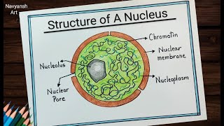 Structure of Nucleus diagram drawing  How to draw Nucleus easily  Nucleus labeled diagram drawing [upl. by Gilleod]