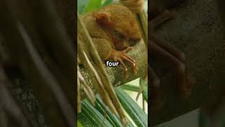 5 EXTINCT Creatures REDiscovered on Camera After Many Years discovery rarecreatures [upl. by Nobile]