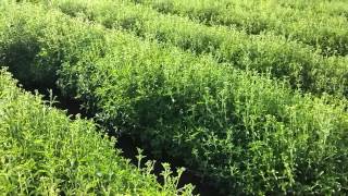 4000 kg Stevia leaves from 1 acre [upl. by Repooc]