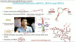 mRNA tRNA and rRNA [upl. by Block]