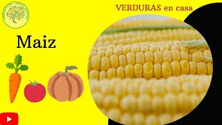 💖 Como GERMINAR dientes de maìz ó ELOTE🌽🌽 Zea mays Tu huerto [upl. by Aekan]