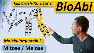 Molekulargenetik 3  Mitose Meiose Crossing over  Anwendungsaufgaben für ein super BioAbi [upl. by O'Gowan]