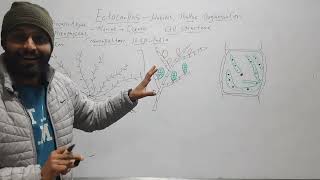 Ectocarpus Habit Thallus Structure Cell Structure [upl. by Mishaan]