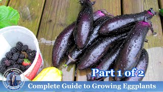 How To Grow Eggplants COMPLETE Growing Guide [upl. by Antrim]