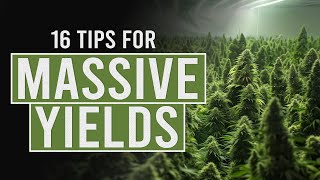 16 tips for Bigger Cannabis Yields [upl. by Outhe]