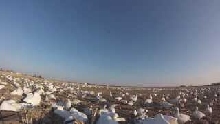 Team Towhead Snow Goose Highlight [upl. by Yecrad]