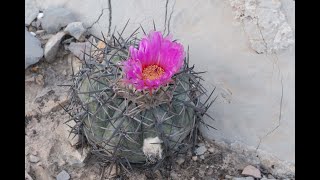 A visit to Echinocactus horizontalonius in the desert of Mexico [upl. by Intyre]