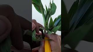 back to pruning and grooming sa ating alagang coconut bonsai dwarf coconutbonsai bonsaitree [upl. by Llenad]