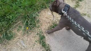 Blue pit bull attacks snake [upl. by Ennahs]