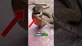 King Cobra vs Black Mamba Whos the Real King🤔 [upl. by Annoya939]