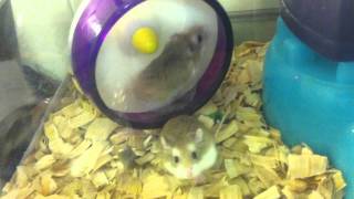 Hamsters trying to run opposite directions on wheel [upl. by Assehc69]